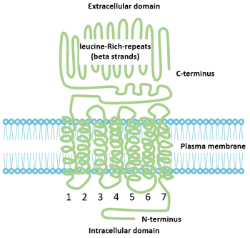 Structure of FSHR