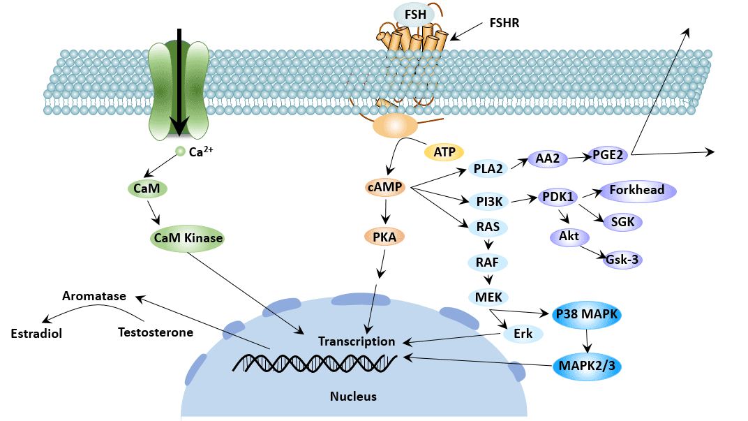 FSHR-mediated signaling pathways