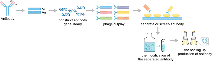 The Production Process of Recombinant Antibody