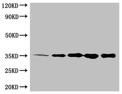 6*His Monoclonal Antibody WB