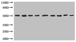 MBP Monoclonal Antibody WB