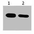 S-Tag Monoclonal Antibody WB