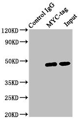 Myc tag Monoclonal Antibody WB