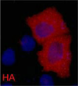 HA-Tag Monoclonal Antibody IF