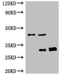 GFP Monoclonal Antibody IP