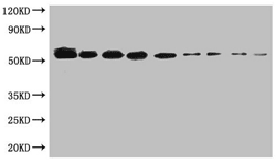 Sumo tag Monoclonal Antibody  WB