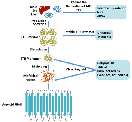 Therapy of transthyretin-related familial amyloid polyneuropathy