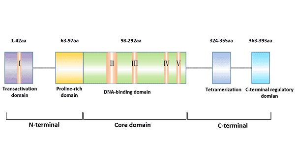 The True Face of Tumor Suppressor Gene p53