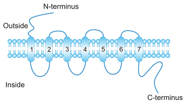 Schematic presentation of the chemokine receptor structure