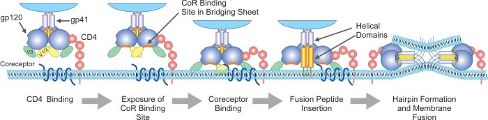 Schematic presentation of the HIV-1 entry process