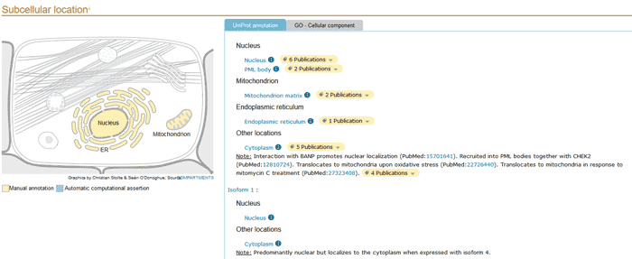 Subcellular location section of a UniProtKB entry.