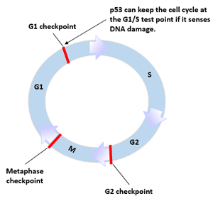 Figure 2 p53 and cell cycle