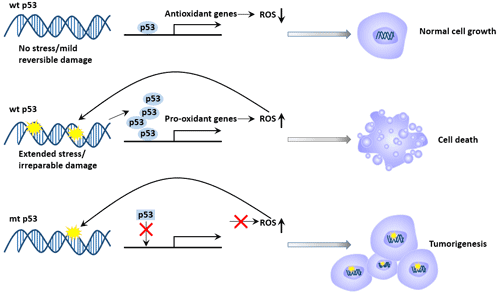 p53 and DNA damage repair and apoptosis