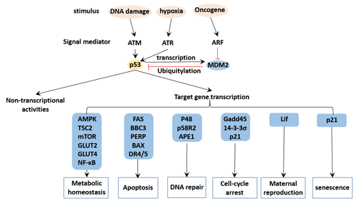 p53 regulation network