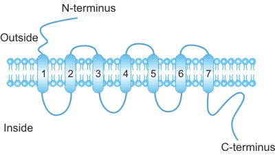 Chemokine Receptors – One Kind of Powerful Seven Transmembrane Spanning G Protein-coupled Receptor