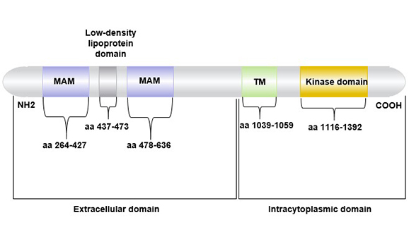 What Are the Effects of Abnormalities in the ALK Gene