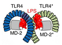 LPS/TLR4 Signal Transduction Pathway