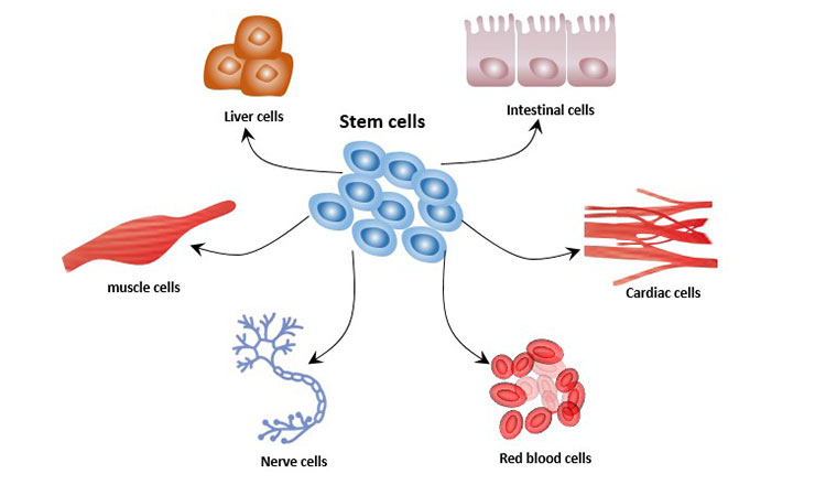 Стволовые клетки печени. Cell differentiation. Cell differentiation presentation. Стволовая клетка рисунок. Directed Cell differentiation and Sirna.