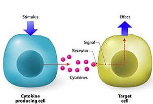 The Detection of Cytokines