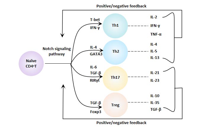 Notch Signaling Pathway and CD4+ T Cell Differentiation
