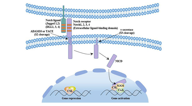 Canonical Notch signaling pathway