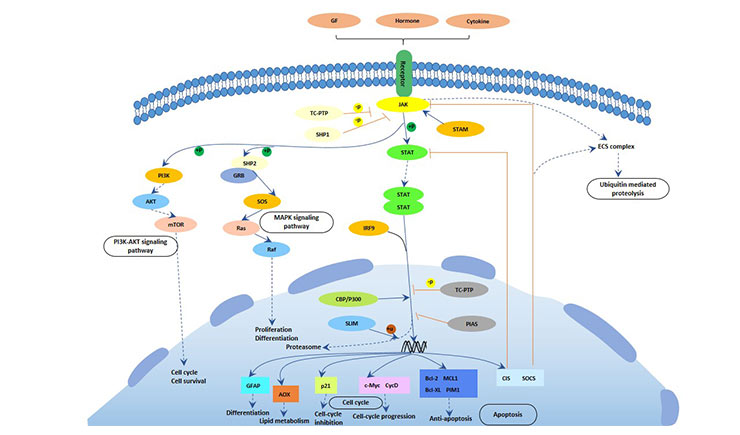 JAK-STAT pathway