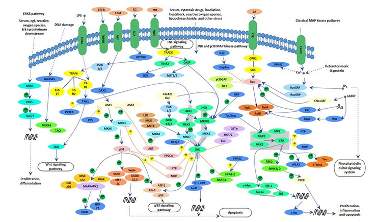 MAPK signaling pathway