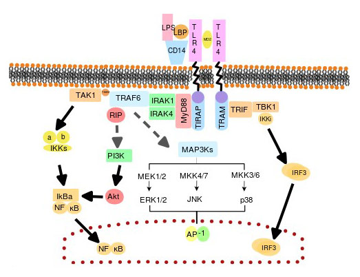 Related molecules involved in these two pathways