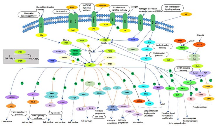 PI3K-AKT-mTOR signaling pathway