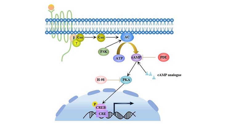 cAMP /PKA signaling pathway
