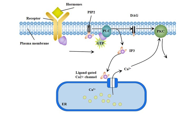 Phosphatidylinositol signaling pathway (PLC)