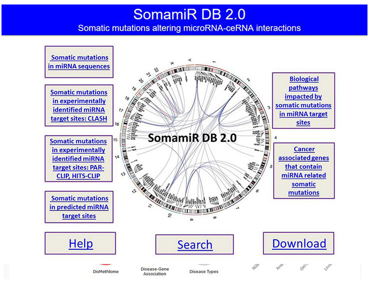 Home page of SomamiR