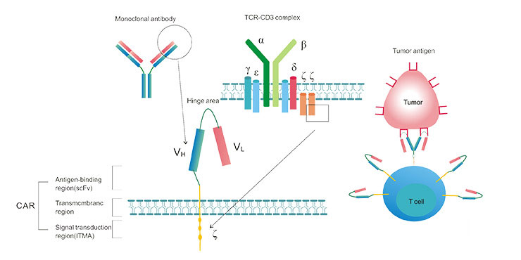 the typical structure of CAR-T）