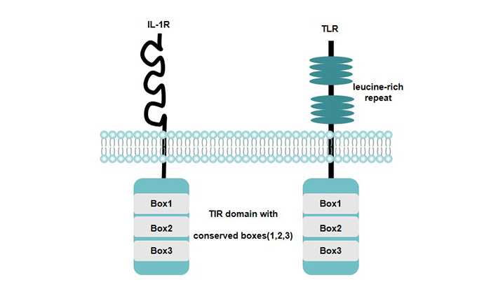 Structural Characteristics of TLRs