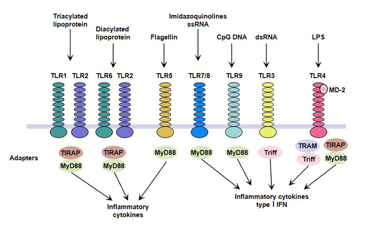 TLRs ligands and TLRs-mediated immune responses