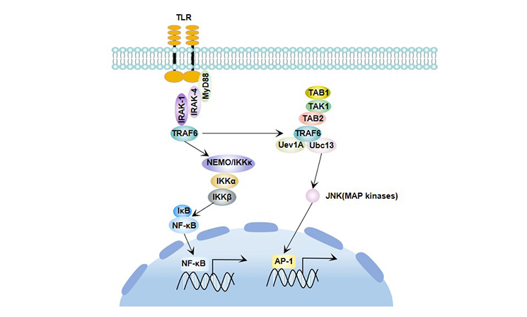 MyD88-dependent signaling pathway