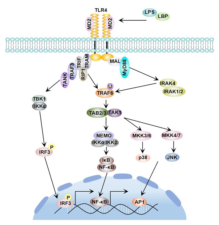 TLR4 signaling pathway