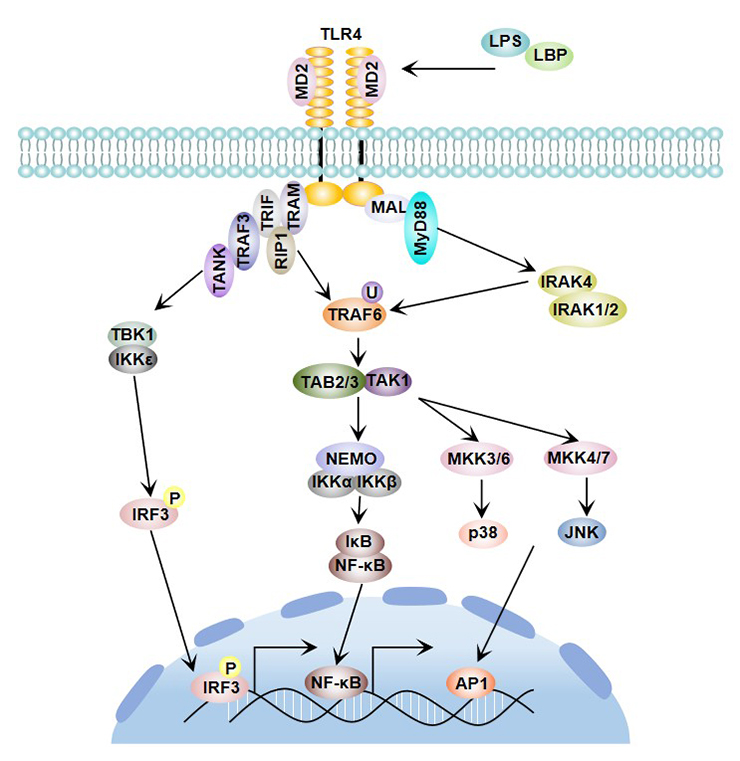TLR4 signaling pathway