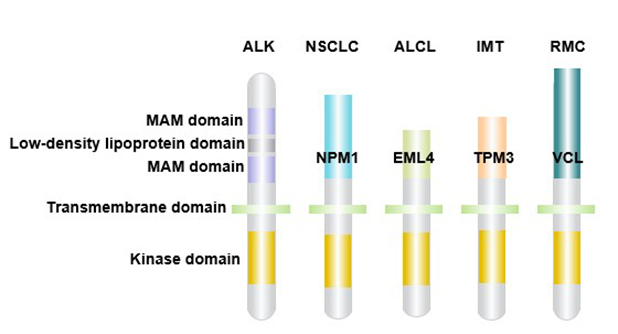 ALK gene rearrangement and cancer