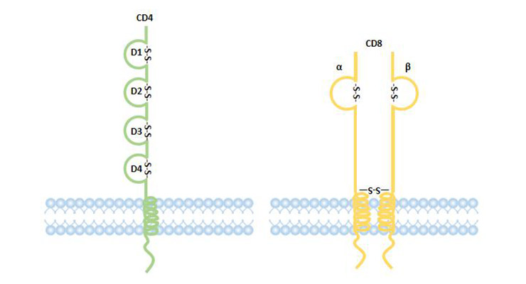 structure of CD4 and CD8 coreptor