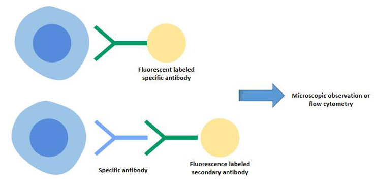 Indirect immunofluorescence and direct immunofluorescence techniques