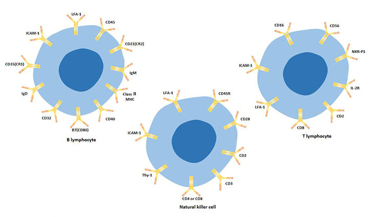 The cellular surface markers of T lymphocytes, B lymphocytes, and natural killer cells