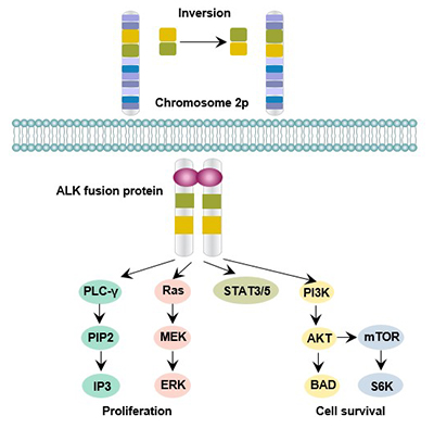 ALK-mediated signaling pathway