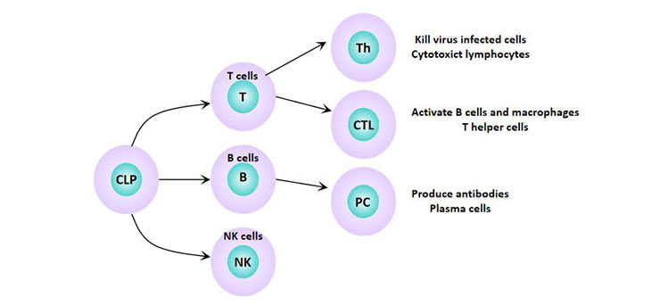 Lymphocyte subsets