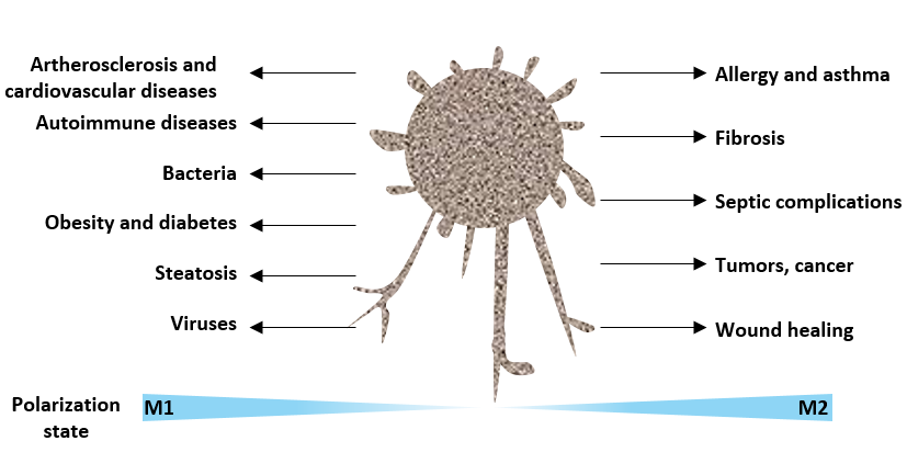 Two Types of Macrophages: M1 and M2 Macrophages