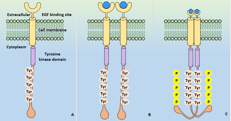 EGFR and Its Application in Cancer Therapy