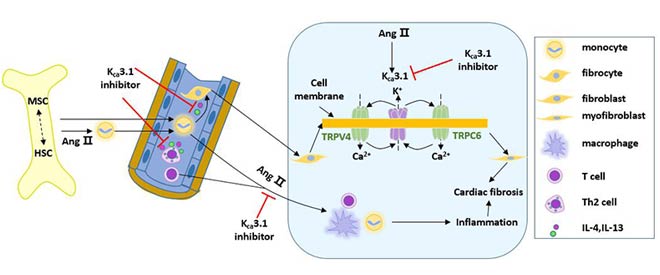 Application of KCa3.1 channel in treatment