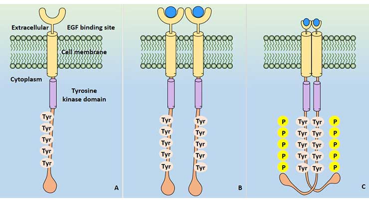 EGFR signal activation