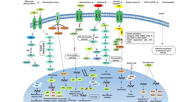 The diagram of gastric cancer signaling pathway