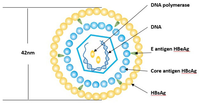 Hepatitis B virus particles